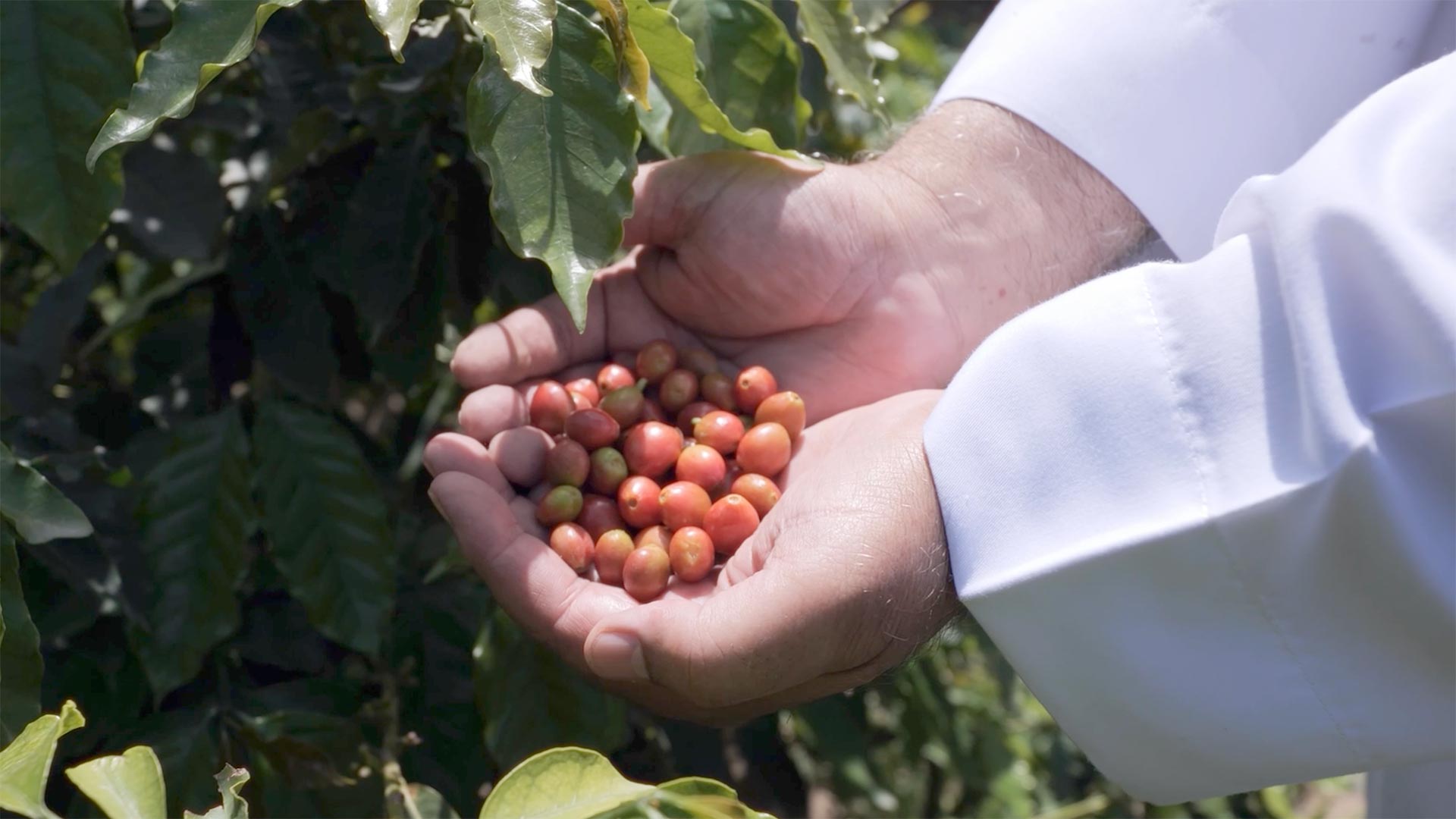 من عسير: قصة نجاح زراعة البن السعودي