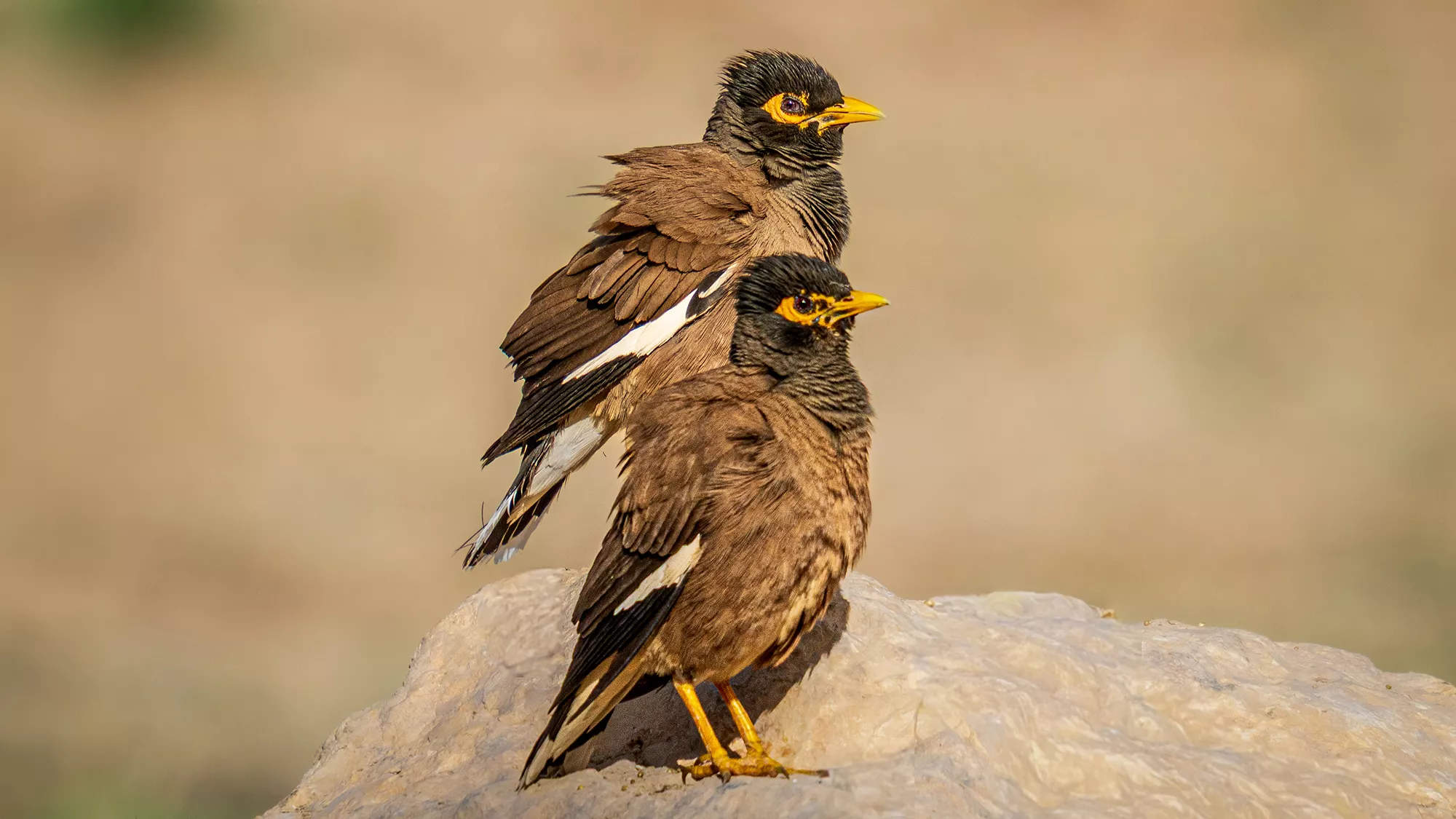 birds