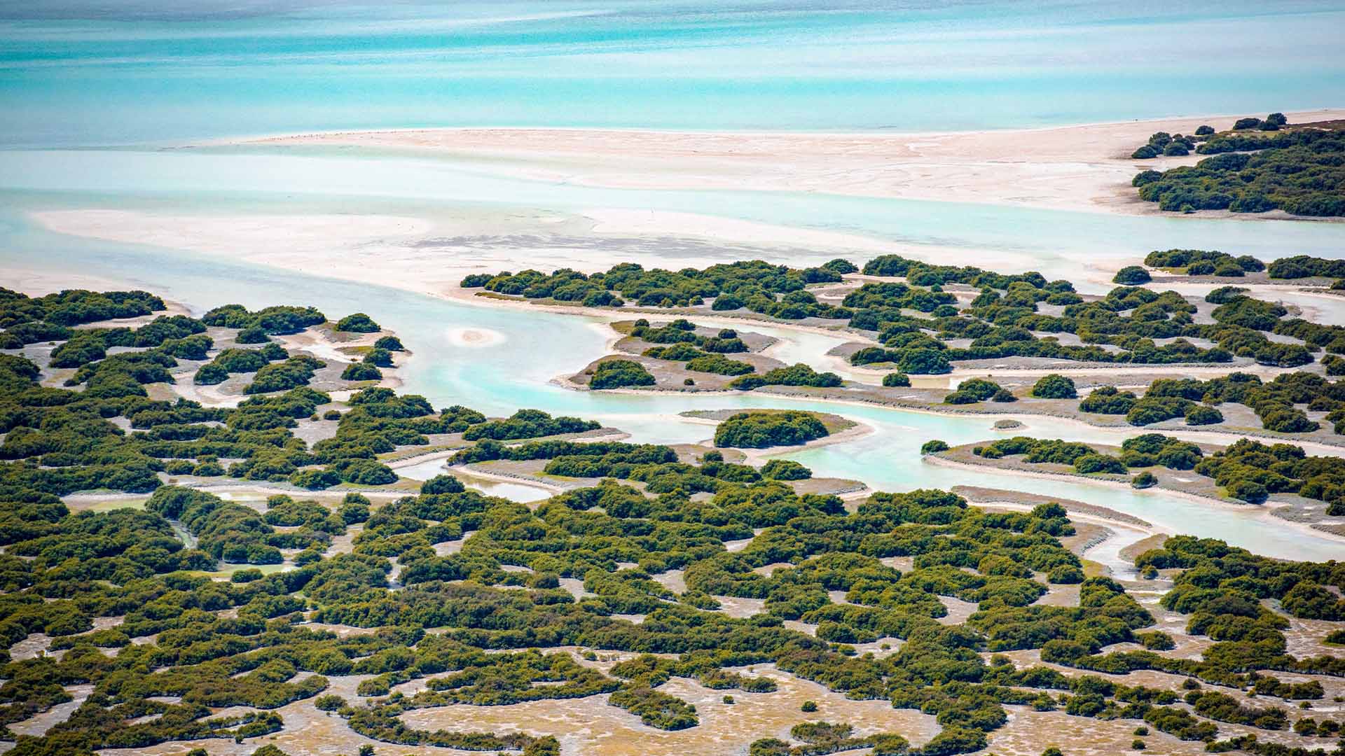 Company establishes structured framework for mangrove restoration program