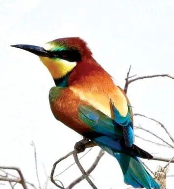 الطيور المهاجرة تحلِّق في سماء المملكة في طريقها نحو الدفء