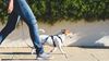 Dog safety: Paws and reflect on your action