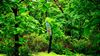 Hidden in a sea of green