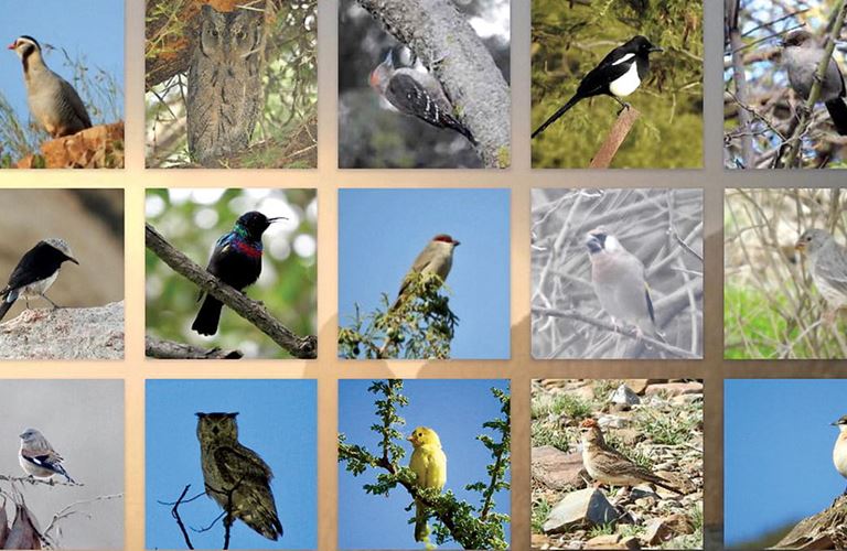 Jewels in the crown: Introducing the endemic birds of Arabia