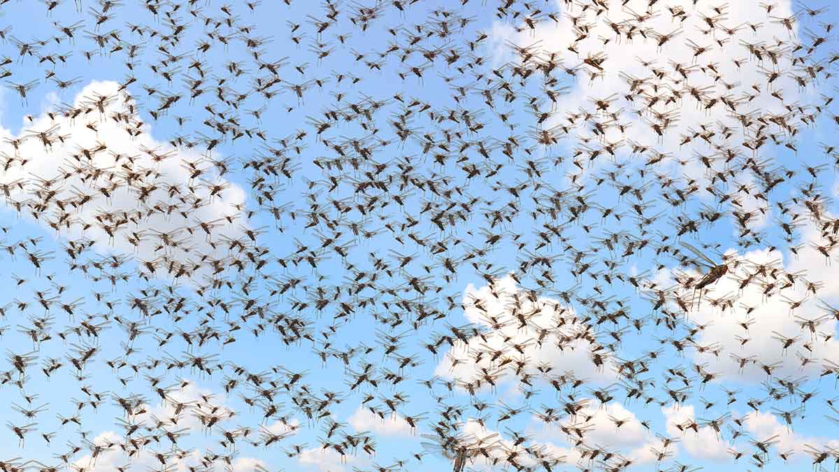 Historical perspective: The season of locust