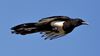 A morning with magpies in Billahmer