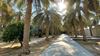 Reader’s Album: Palm trees in al-Hasa