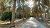 Reader’s Album: Palm trees in al-Hasa