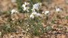 Hafar al-Batin: Springtime in the Eastern Province