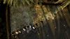 Readers Album: A bird’s-eye view of rice planting