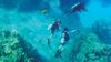 Dive in and discover the wonders of an underwater world