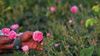 Travelogue: Come up smelling of roses in the garden of the Hijaz