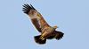 Celebrating International Day for Biological Diversity