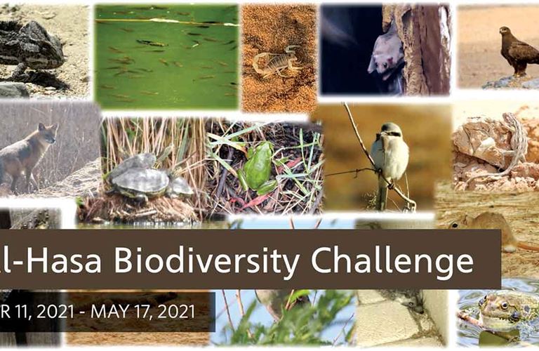 Aramco industrial trainees become citizen naturalists in biodiversity challenge