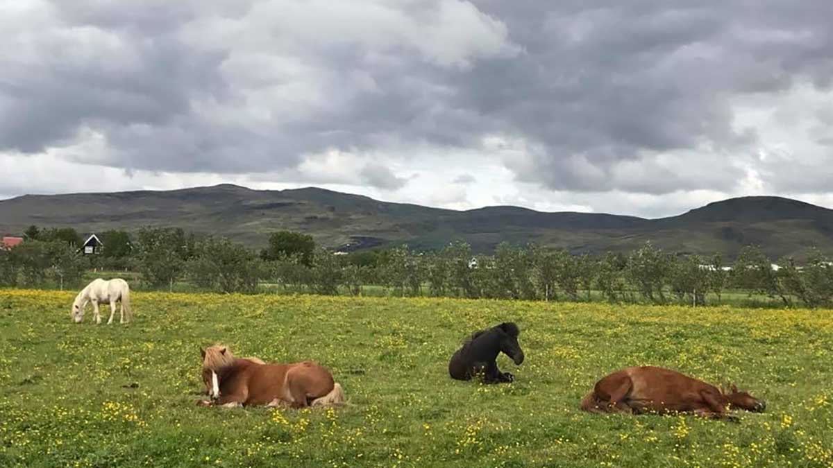 readers-album-horses-in-iceland-pia-kokkarinen Aramco Life