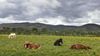 Readers Album: Equine beauty from the fields of Iceland