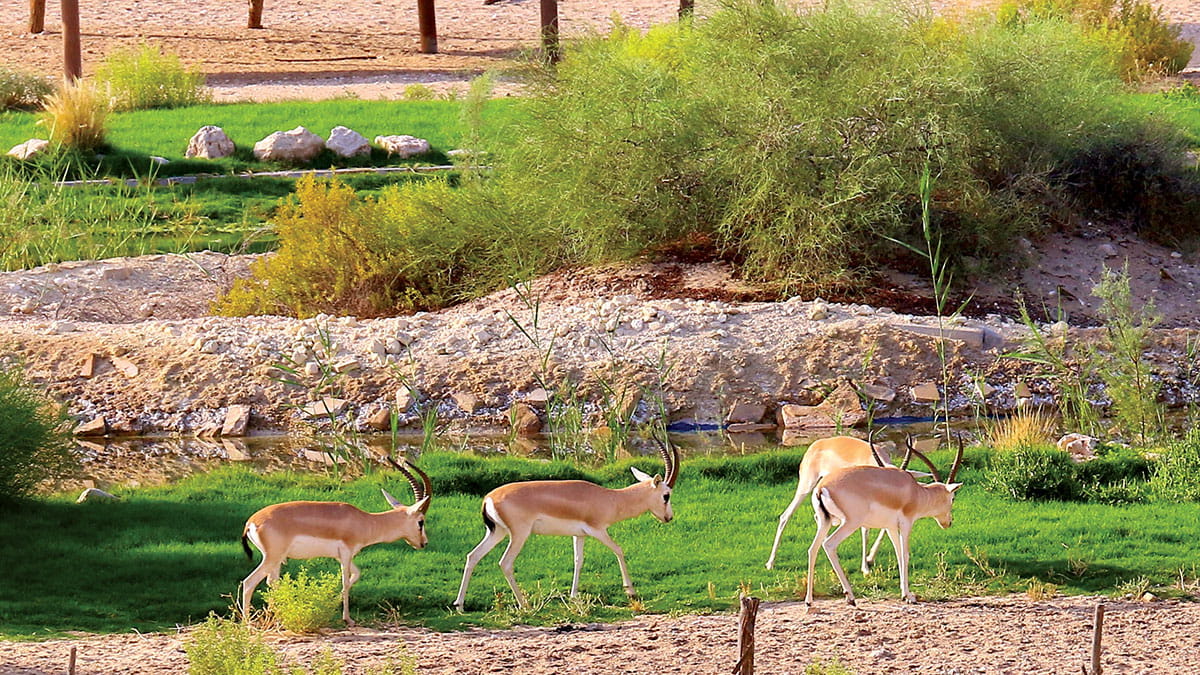 reader-album-Gazelles-grazing-in-Abqaiq