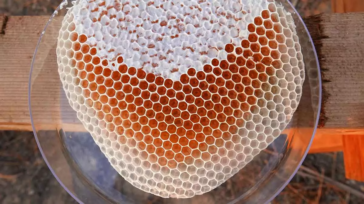travel mangrove honey honeycomb eastern province Saudi Arabia