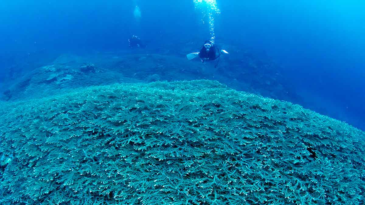 Aramco Asia citizenship and sustainability campaign Okinawa reef