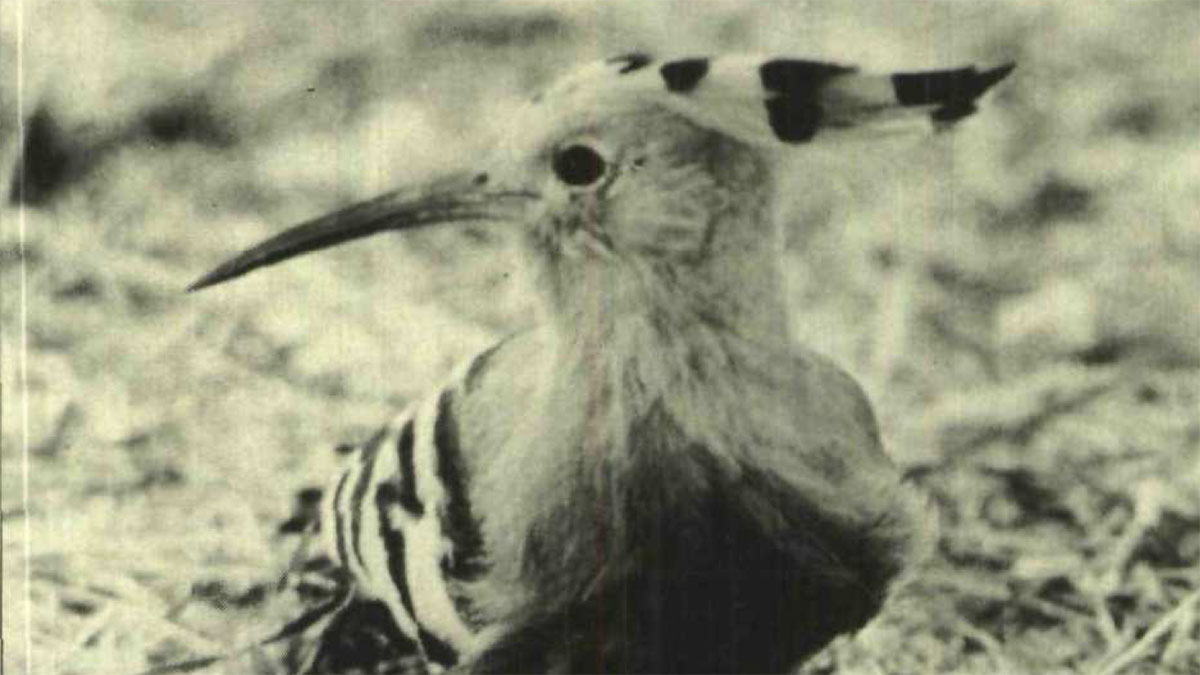 1986 hot weather hoopoe hud hud in Dhahran Aramco