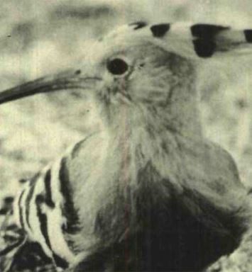 Memory Lane: New offices, record enrollment, high humidity and from a fledgling Khurais Crude Increment