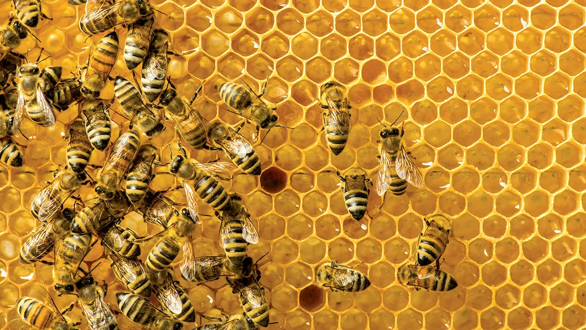achievement-bee-keeper