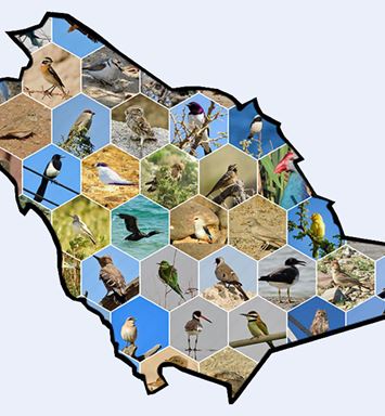 Join the biggest birdwatching event of the year!