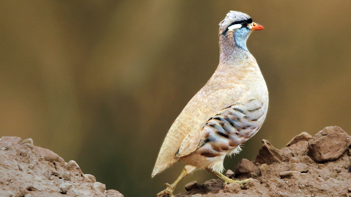 Big-Day-of-Birding-AlShammari