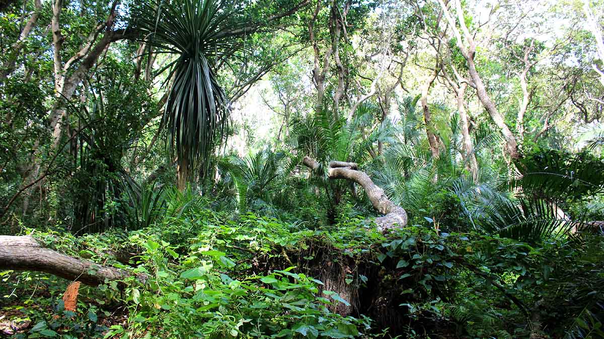 Zanzibar Jozani Forest floating roots