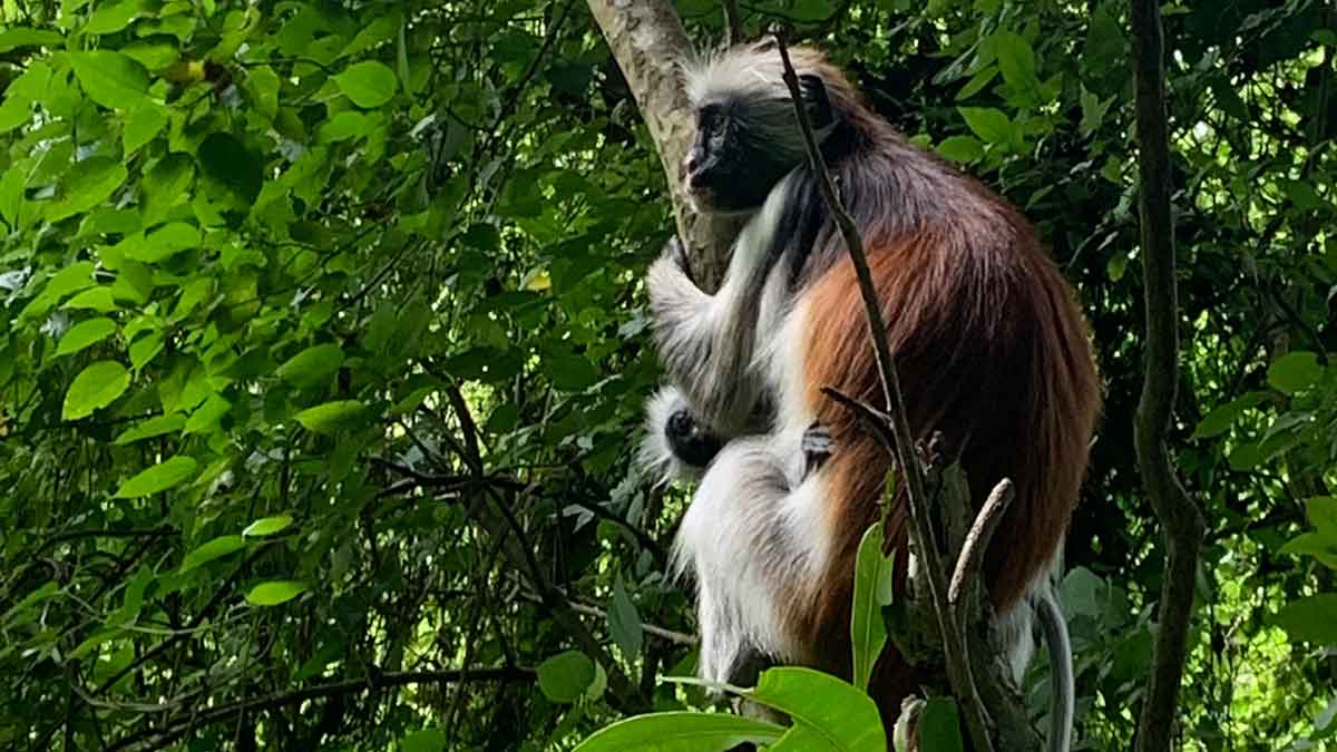 Zanzibar Jozani Forest Red Colobus