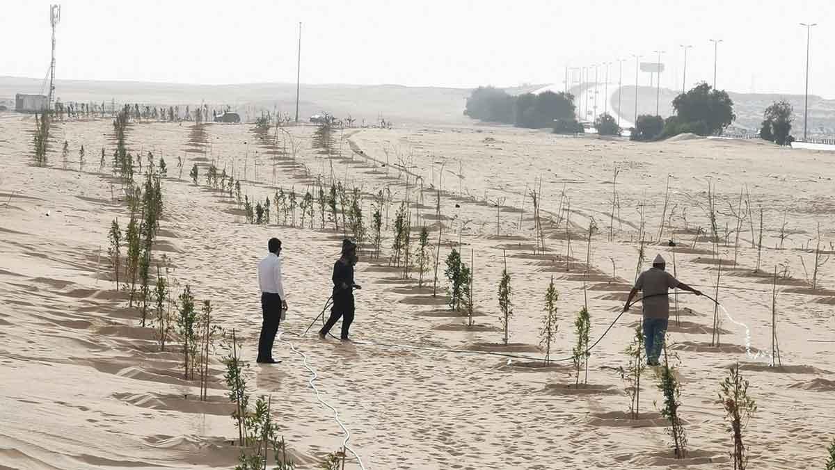 Aramco planting trees along road that leads to King Fahd International Airport
