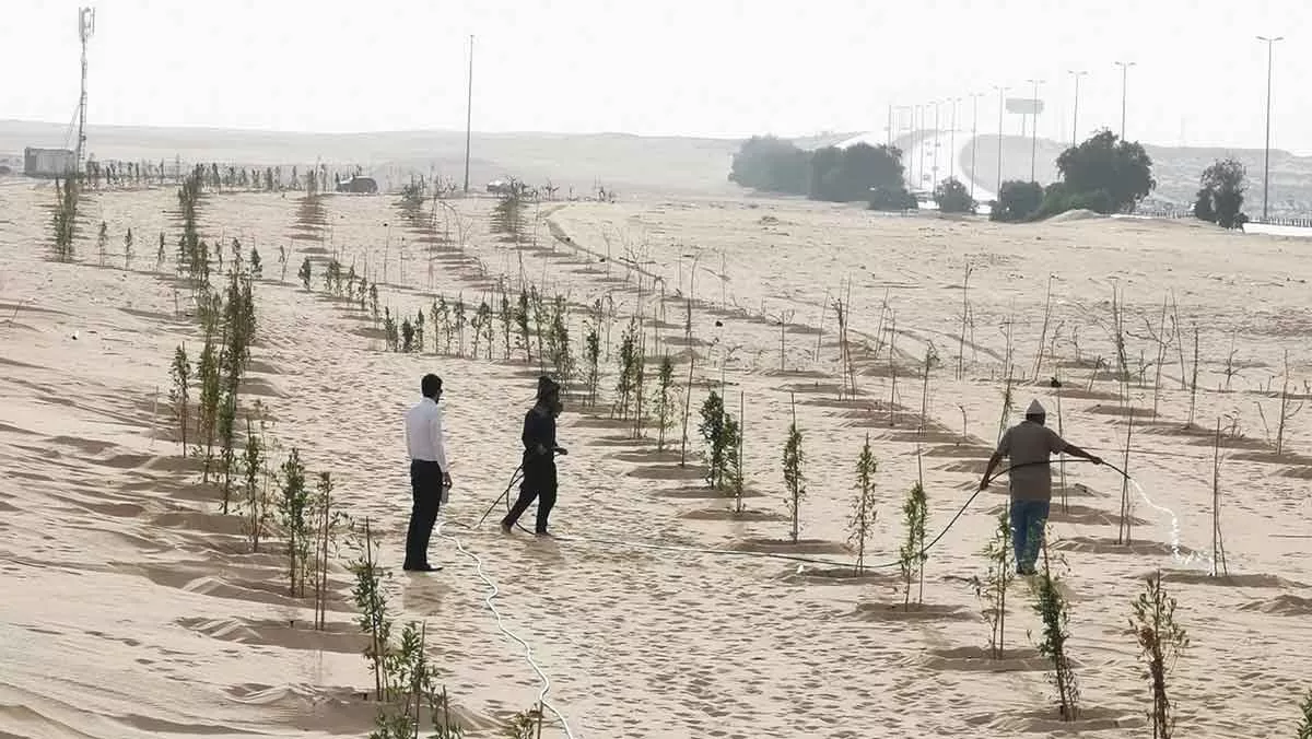 Aramco planting trees along road that leads to King Fahd International Airport