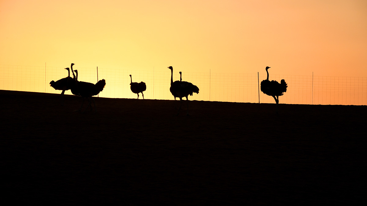 Dec. 14, 2016 Shaybah Sanctuary ostriches Arabian Sun 