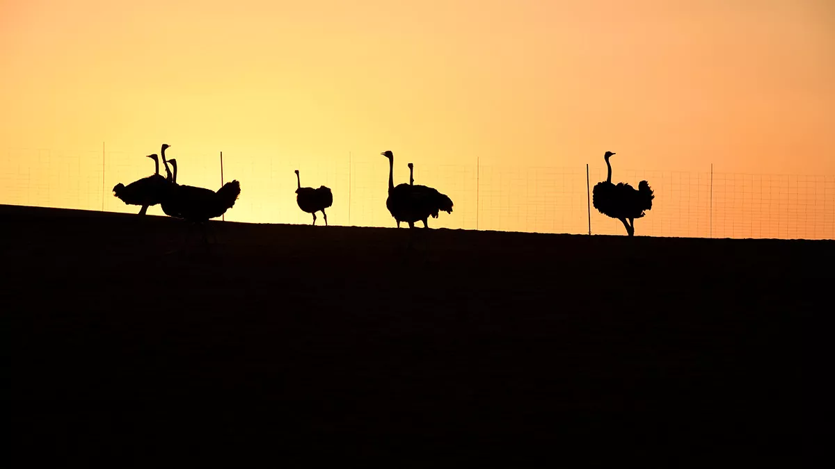 Dec. 14, 2016 Shaybah Sanctuary ostriches Arabian Sun 
