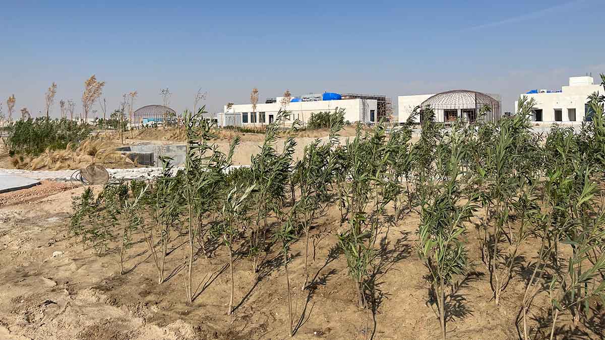 Aramco makes push to plant trees across various projects