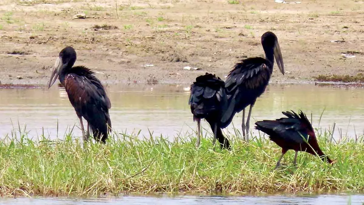 African Openbills Arabian birdwatching