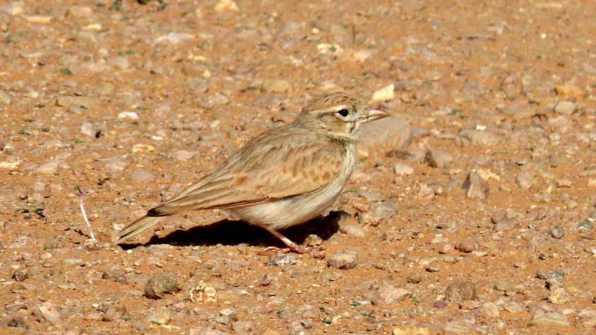 Arabian Lark Arabian bird watching