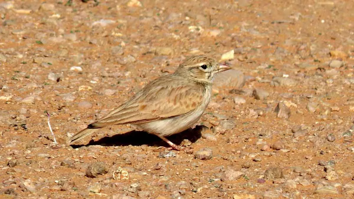 Arabian Lark Arabian bird watching