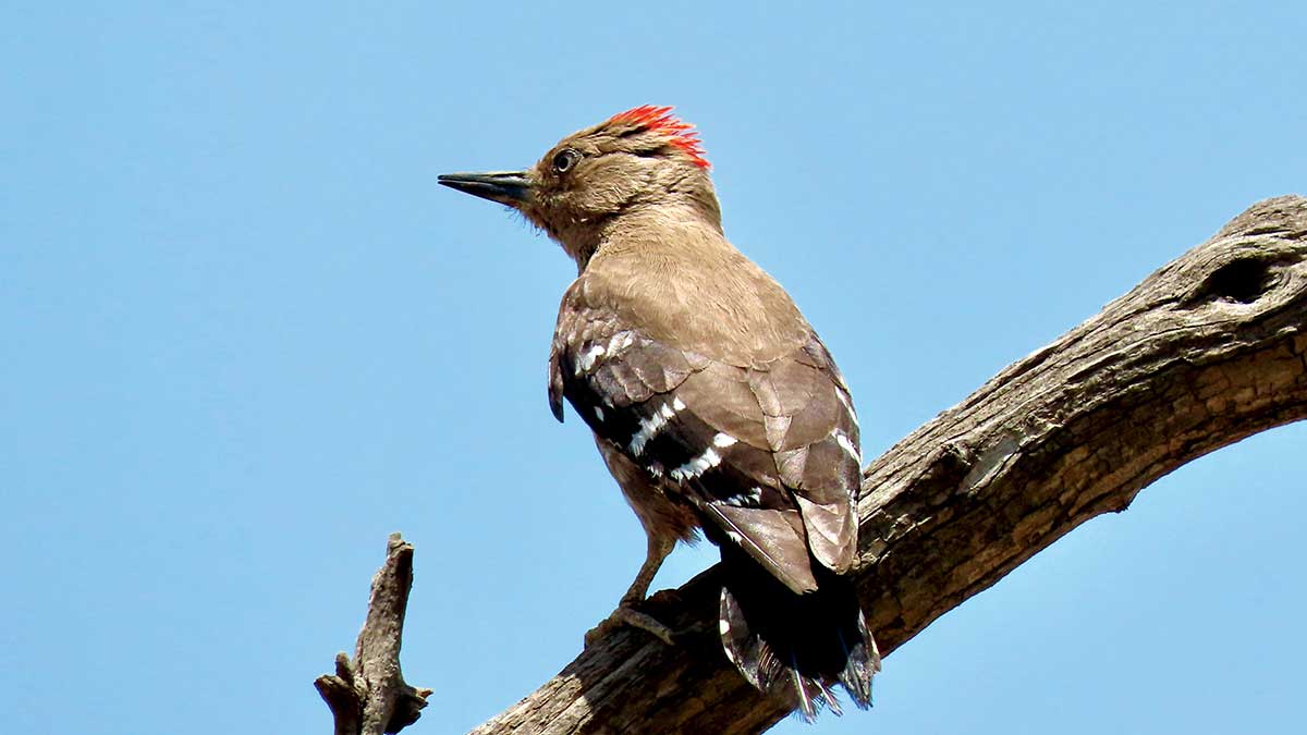 Arabian Woodpecker Arabian bird watching