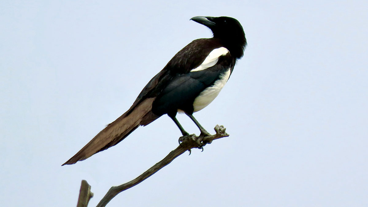 Asir Magpie Arabian bird watching