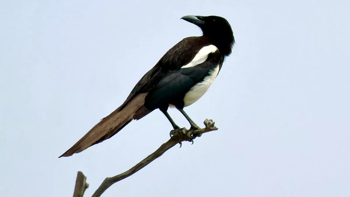 Asir Magpie Arabian bird watching