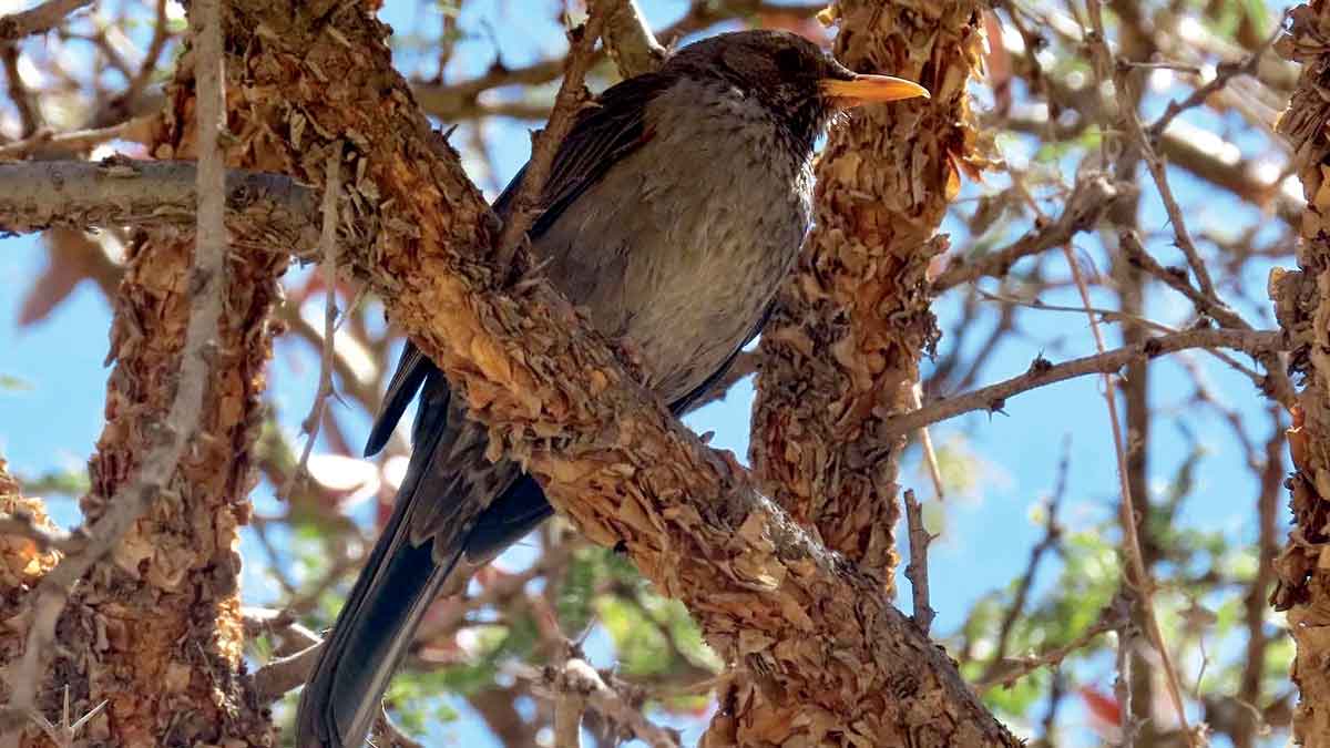 Yemen Thrush Arabian Birdwatch