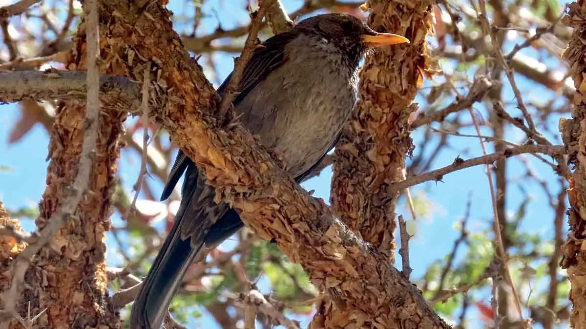 Yemen Thrush Arabian Birdwatch