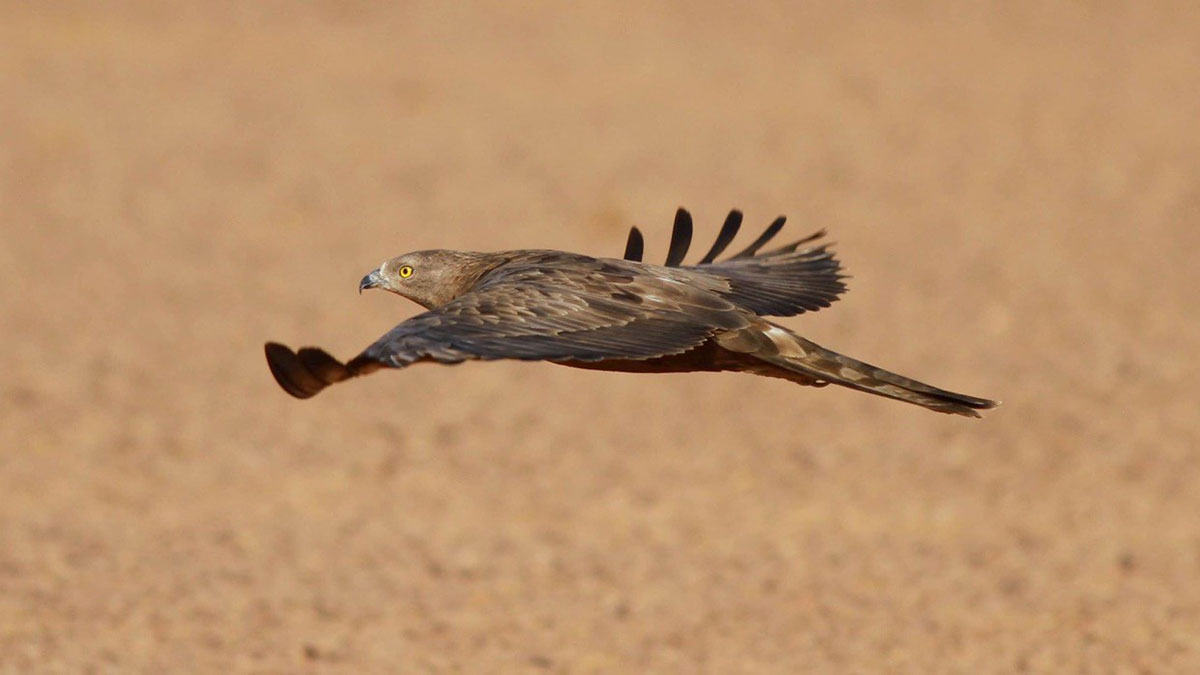 Saudi Arabia migratory birds European honey buzzard