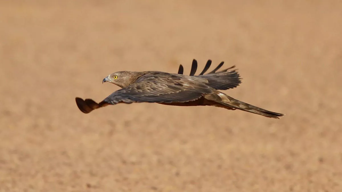 Saudi Arabia migratory birds European honey buzzard