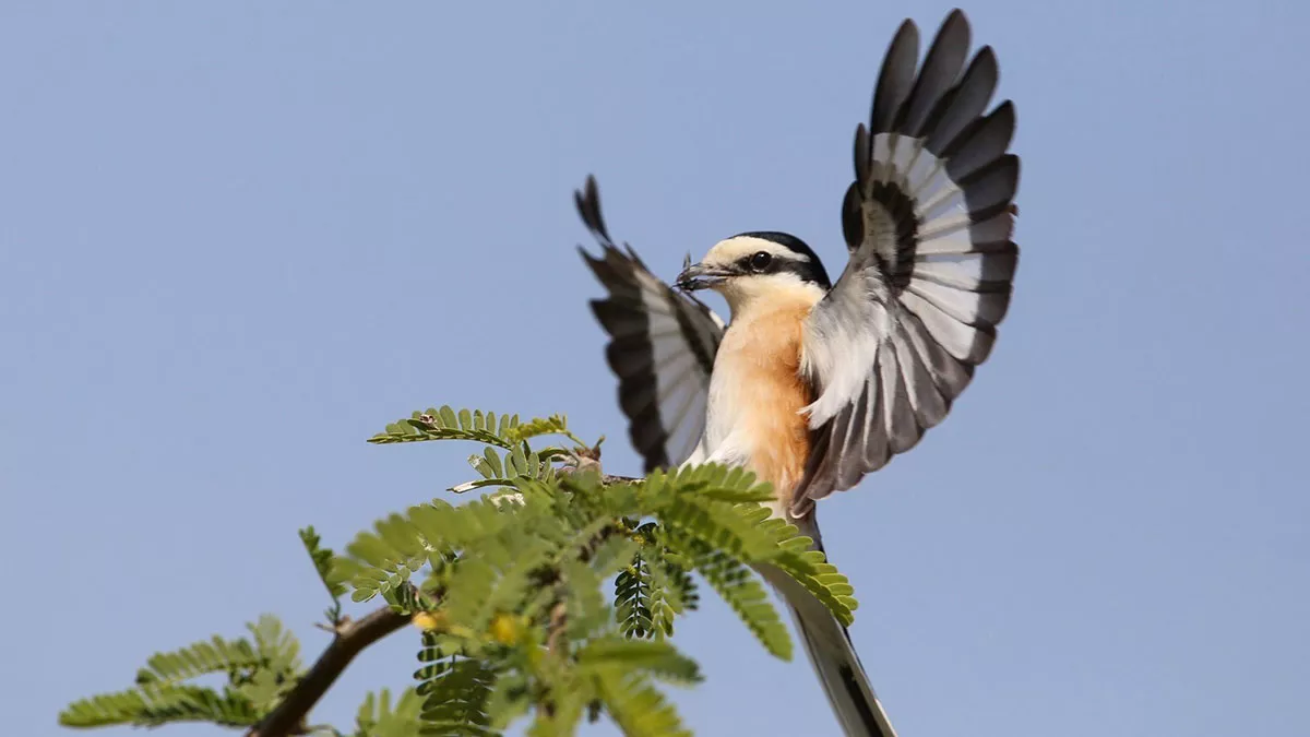 Saudi Arabia migratory birds masked shrikes