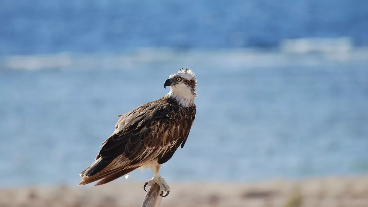 Saudi Arabia migratory birds Osprey