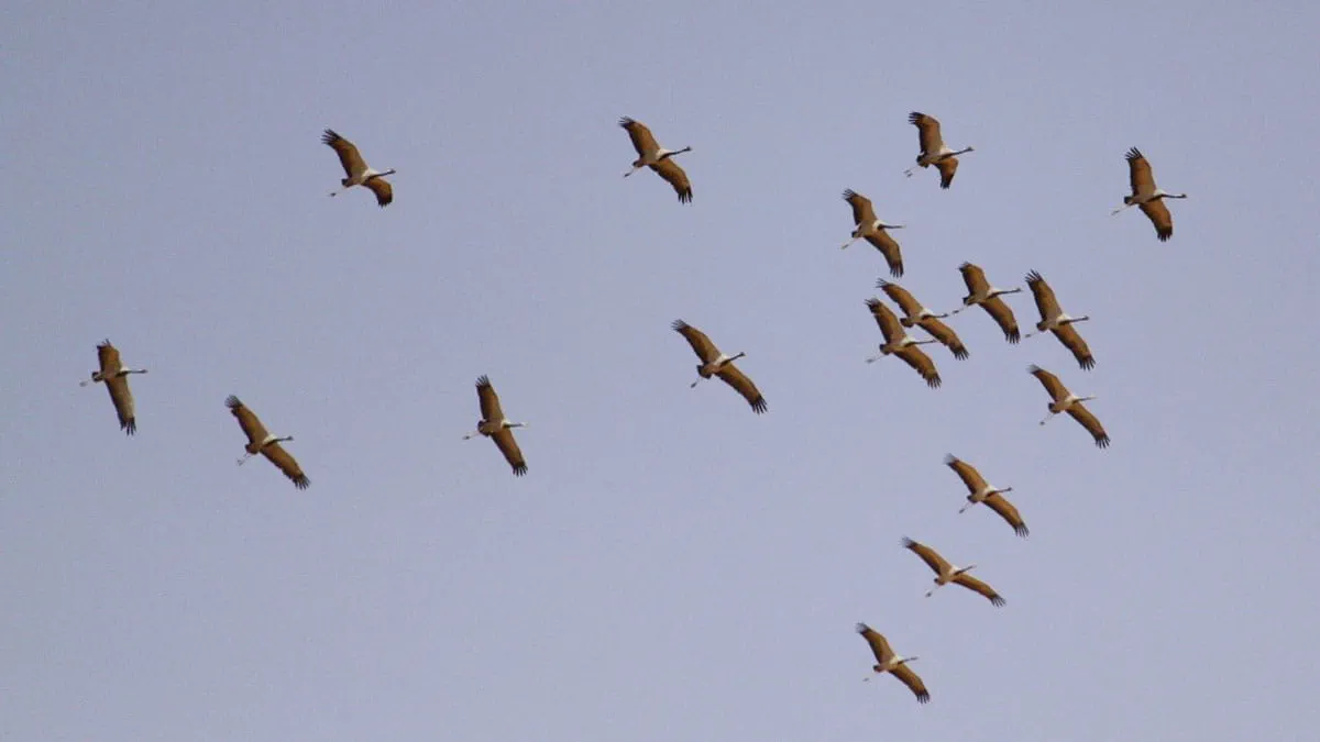 Saudi Arabia migratory birds demoiselle crane