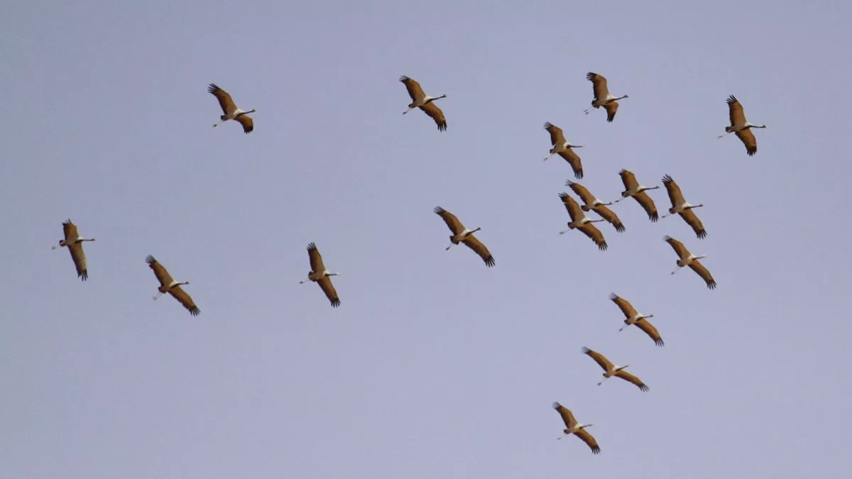 Saudi Arabia migratory birds demoiselle crane