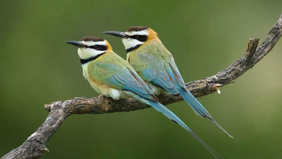 Saudi Arabia migratory birds white-throated bee eaters