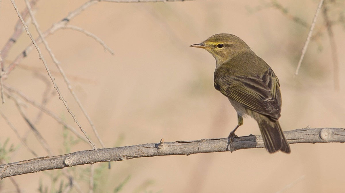 Saudi Arabia migratory birds willow warbler